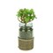 Diva At Home 7.25" Green and Brown Potted Artificial Succulent Plant in Glass Jar with Burlap Grip